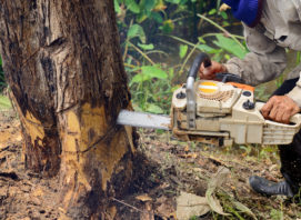 Tree Cutting image
