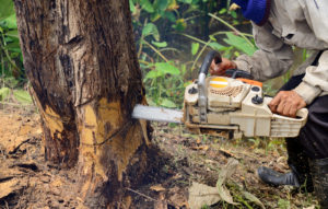 Tree Cutting image